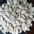 Xinjiang Brand Cheap And Good Quality Snow White Pumpkin Seeds